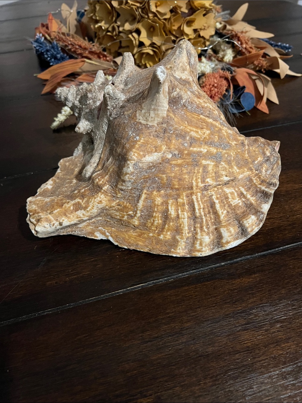 Natural Decorative Sea Conch Shell Accent in Beige and Brown